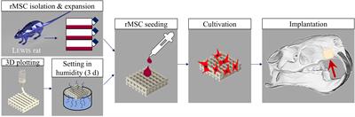 3D Printing of Bone Grafts for Cleft Alveolar Osteoplasty – In vivo Evaluation in a Preclinical Model